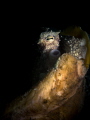   eye altering alters all. William Blake. Coconut Octopus Amphioctopus marginatus. Chaloklum ThailandEM5Oly 60mm120f11iso200Inon D2000 all." all" Blake marginatus Thailand-EM5-Oly Thailand EM5 Oly 60mm-1/20-f11-iso200-Inon 60mm-120-f11-iso200-Inon 60mm-1 20-f11-iso200-Inon 60mm1/20f11iso200Inon 60mm 1/20 f11 iso200 Inon D2000-  